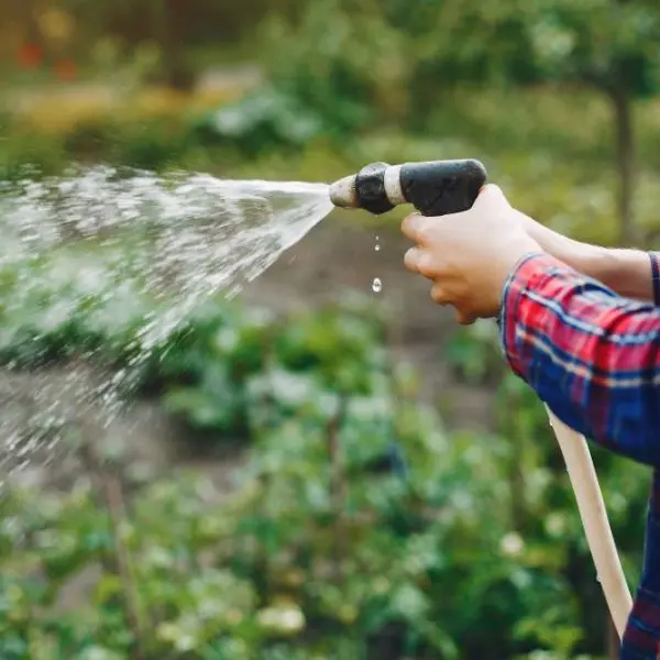 restriction-arrosage-assurance-habitation